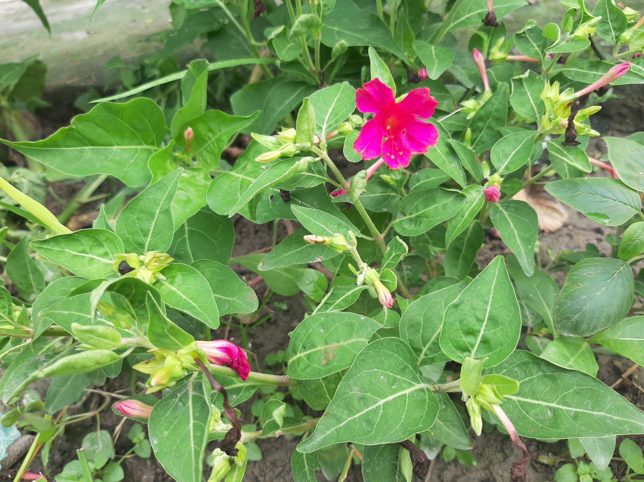 Mirabilis jalapa